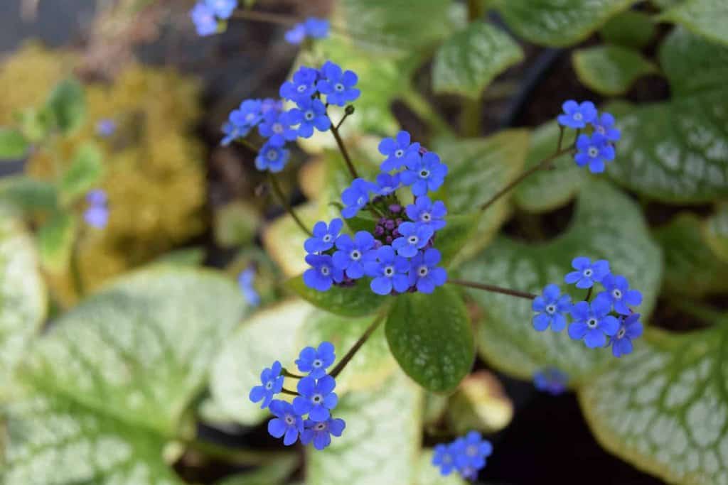 Brunnera macrophylla 'Looking Glass' ---